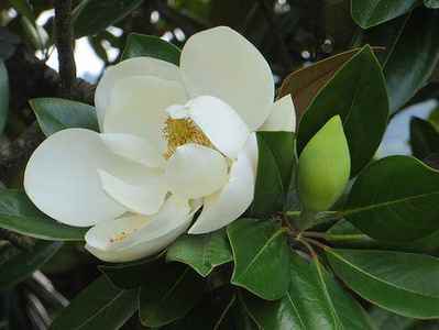 Magnolia flower - state flower of Mississippi